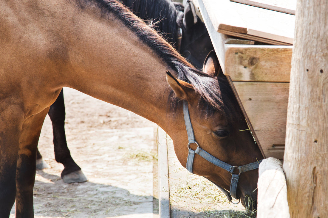 Brown equestrian horse standing
