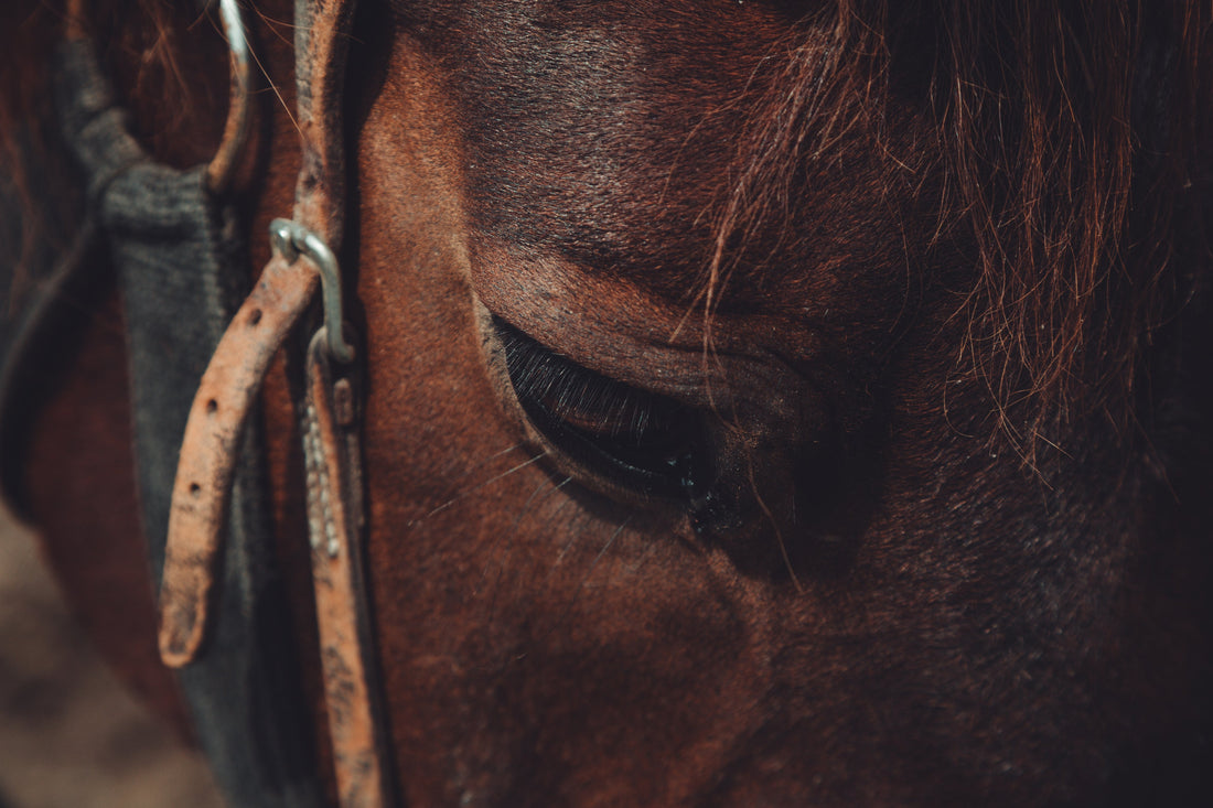 Close-up of a horse's face and nostrils