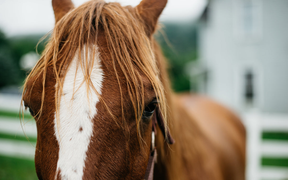 Calm horse standing at a farm