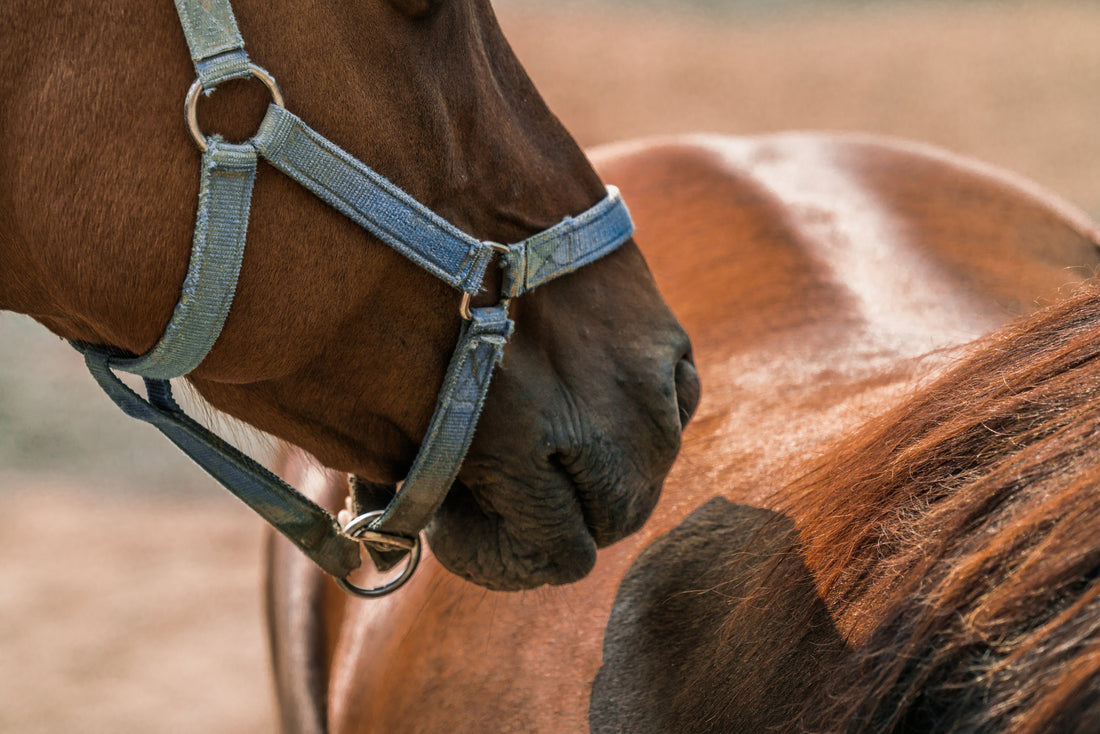 Two horses greeting each other