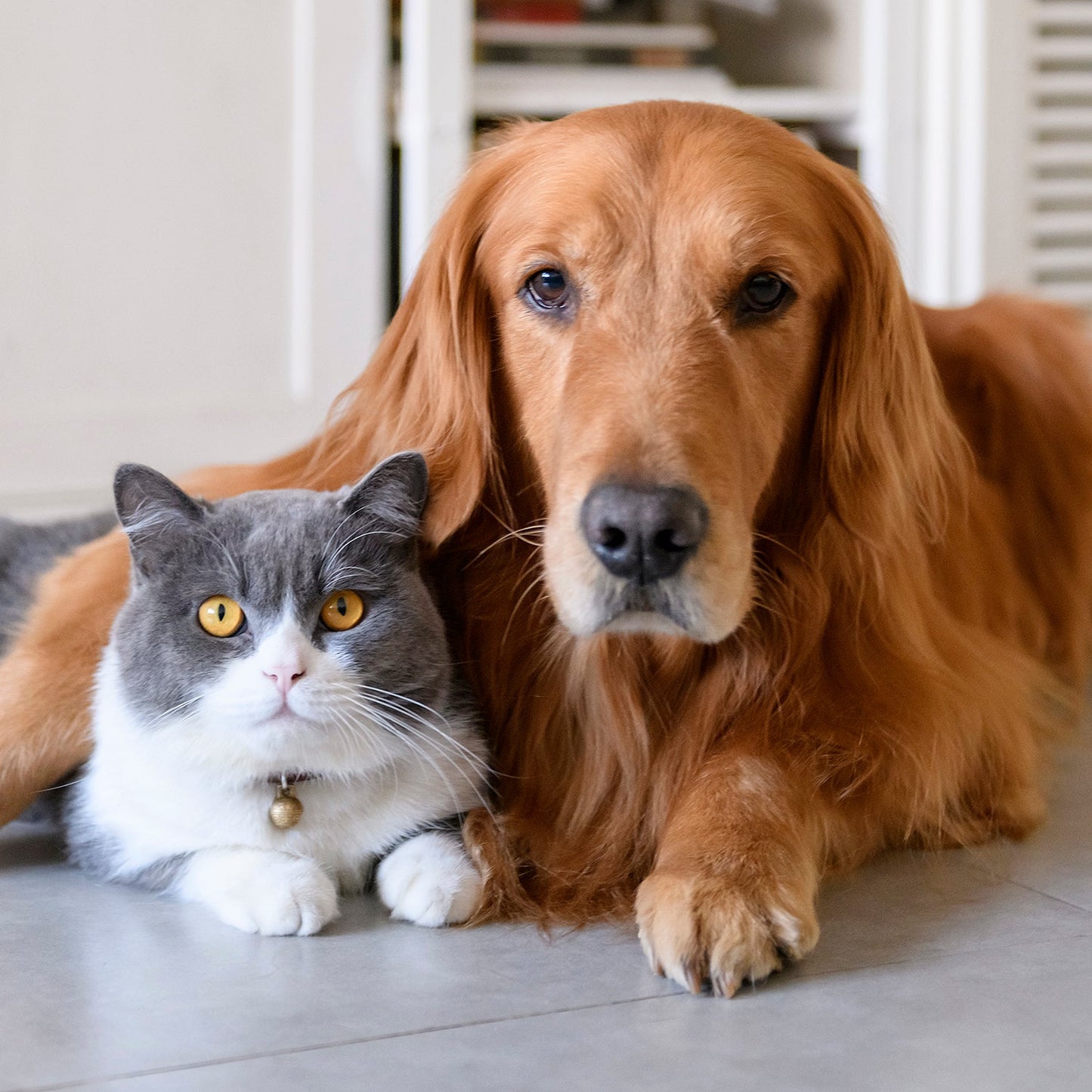 Multiflex Pet - for Dogs and Cats